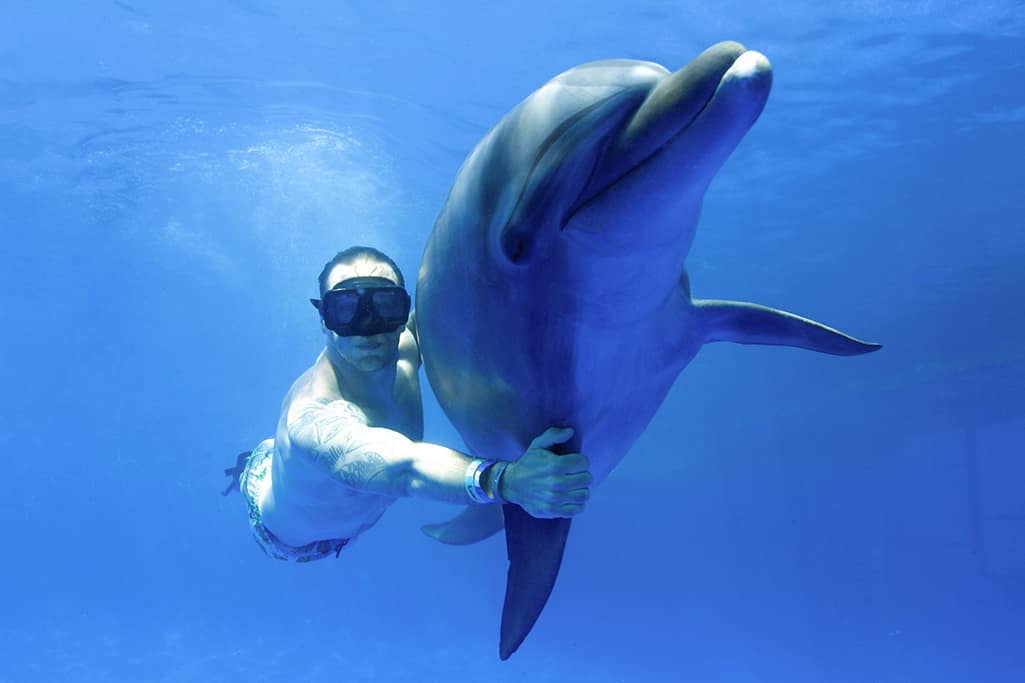 Dolphin Extreme